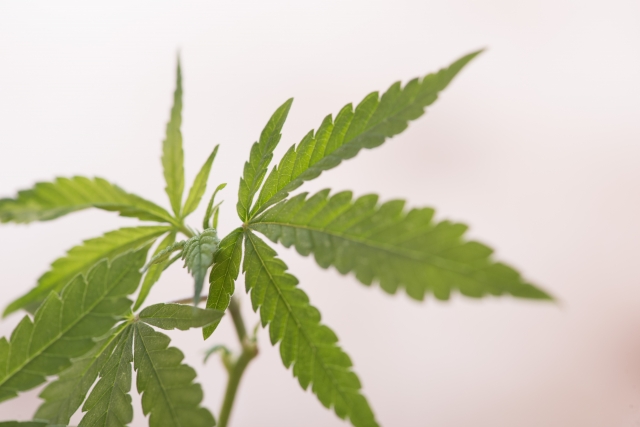 大麻の葉